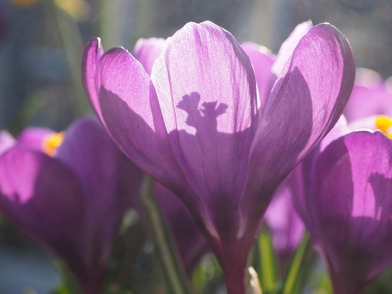 4. 红花泡水禁忌