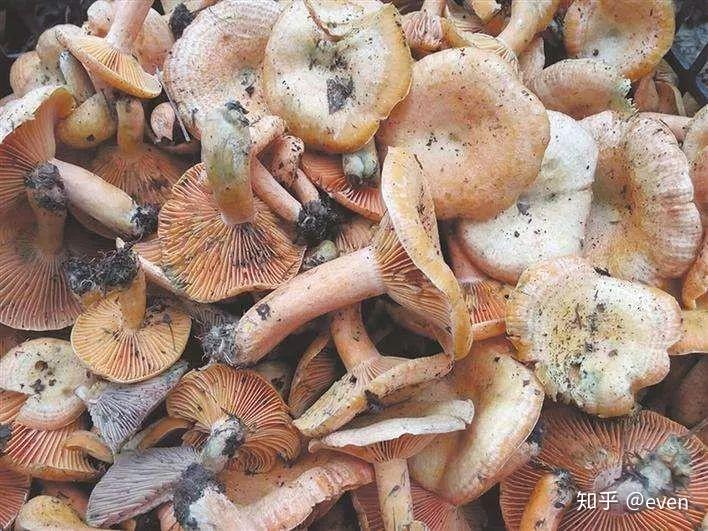 客官们要是碰到这17道湘西当地美食,切勿放过!(详图) - 知乎