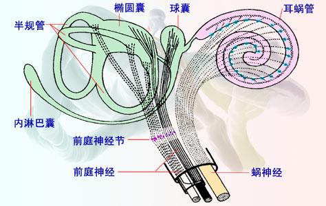 神奇的“第六感”——人体平衡机制研究 - 知乎