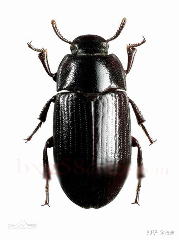 宿舍里有小飞虫椭圆形深褐色有硬壳爬行慢这是什么虫子