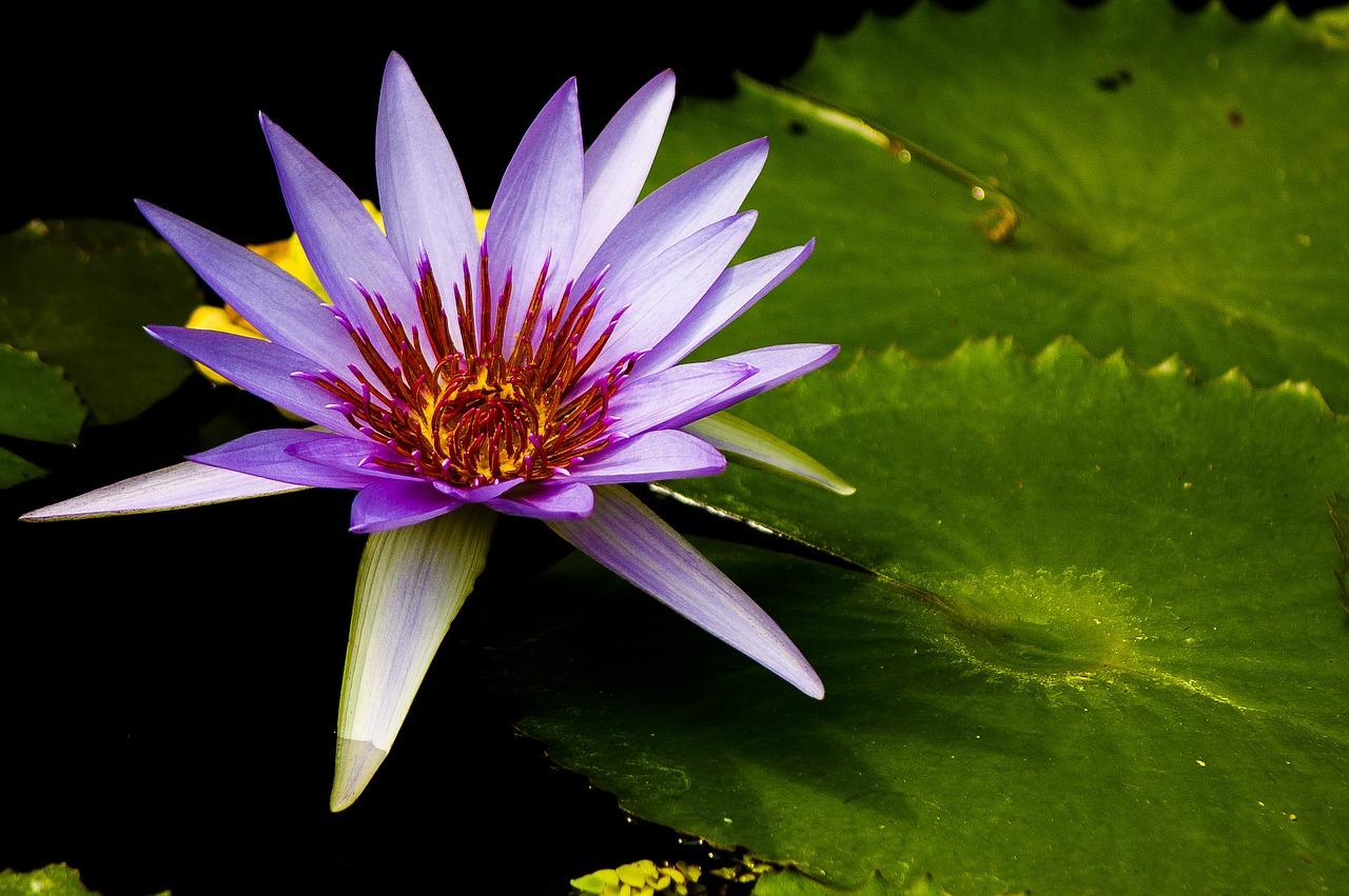 2. 兰草盆栽售价