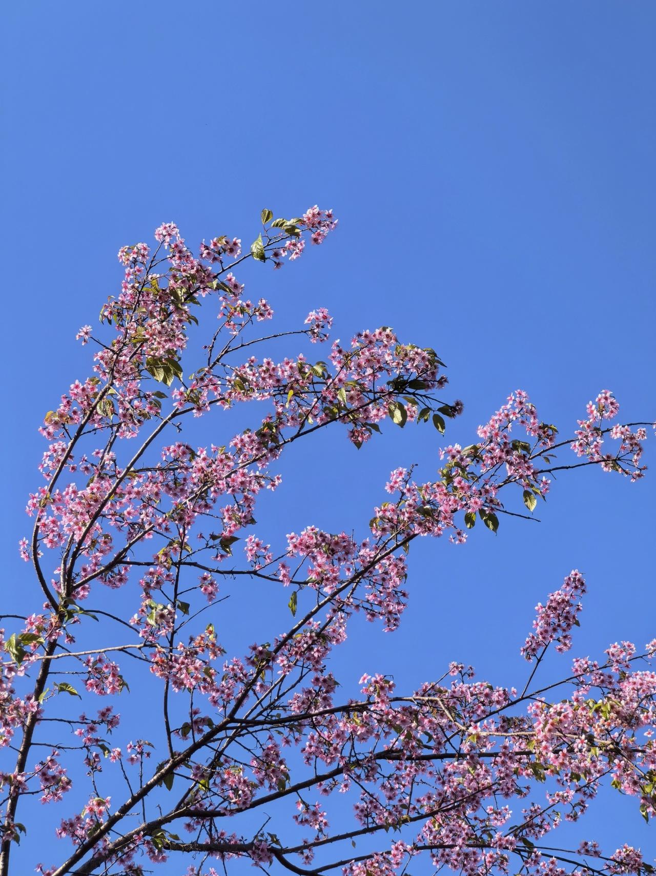 植库‖冬天盛放的樱花,带你提前过春天 - 知乎