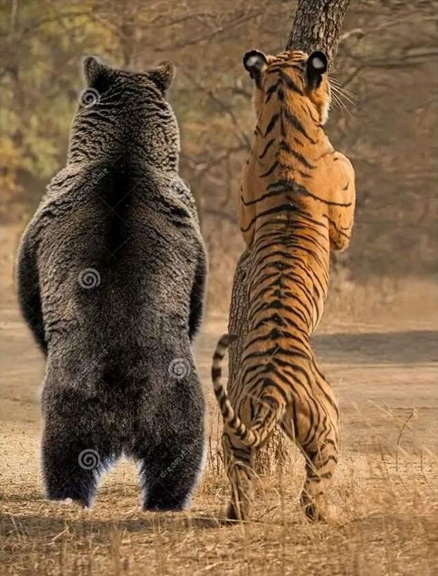 老虎kzt085杀犀牛事件的真实性如何