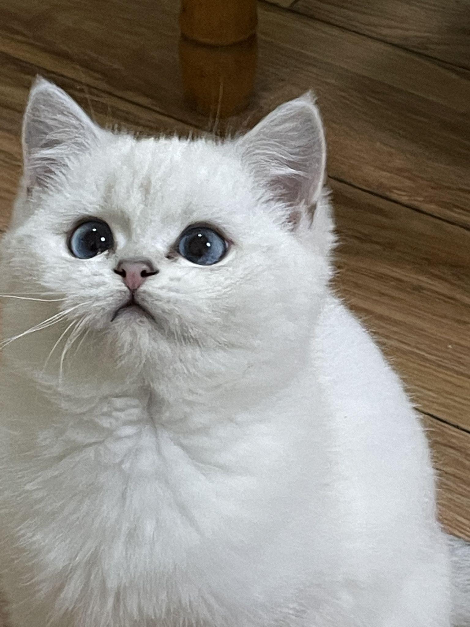 想问一下我的银点猫咪买贵没有? - 知乎