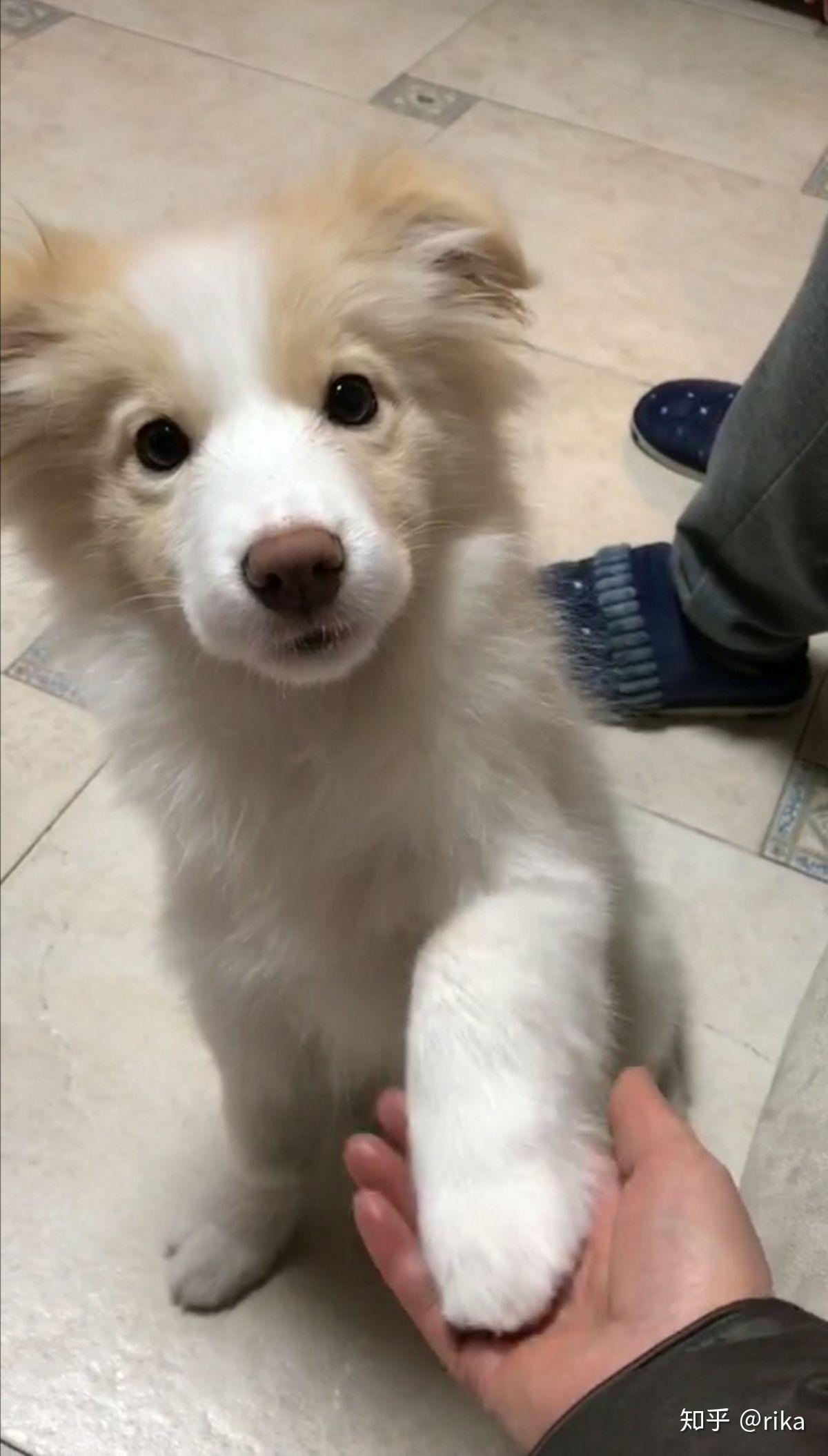 金毛边牧(金边)有多好看,多帅气?