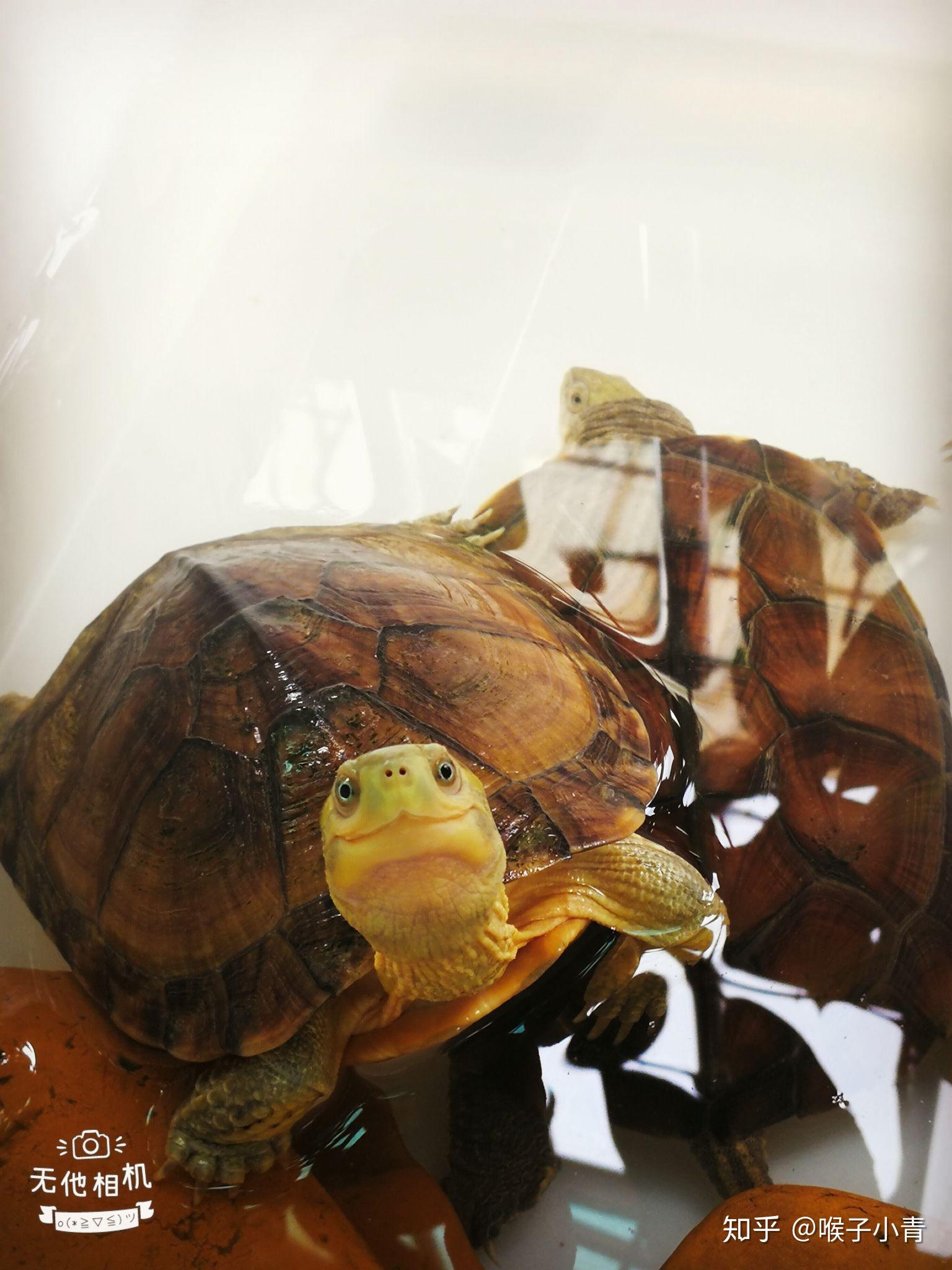 你说乌龟笑是什么样子? - 知乎