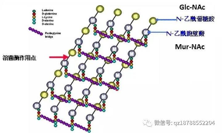 抗菌防御的重要元素溶菌酶