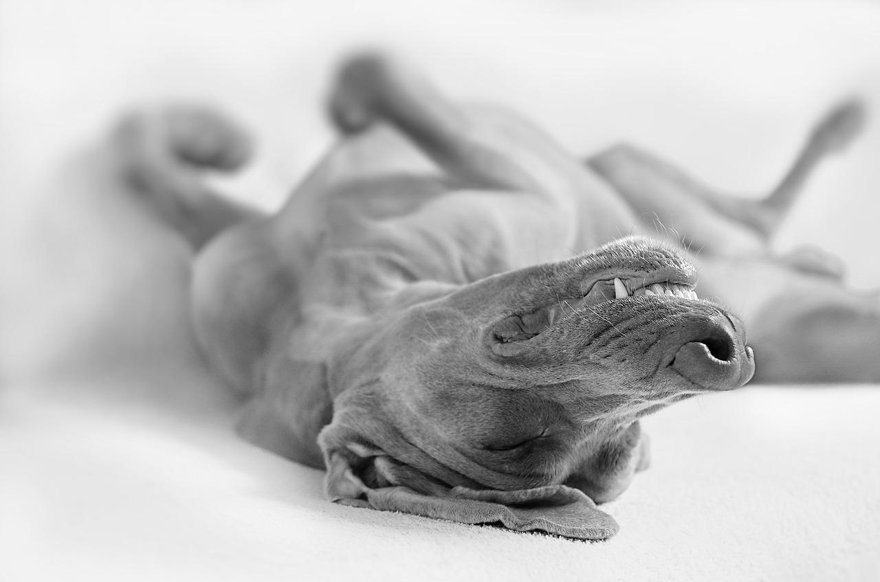 1. 蔚来别苑价格