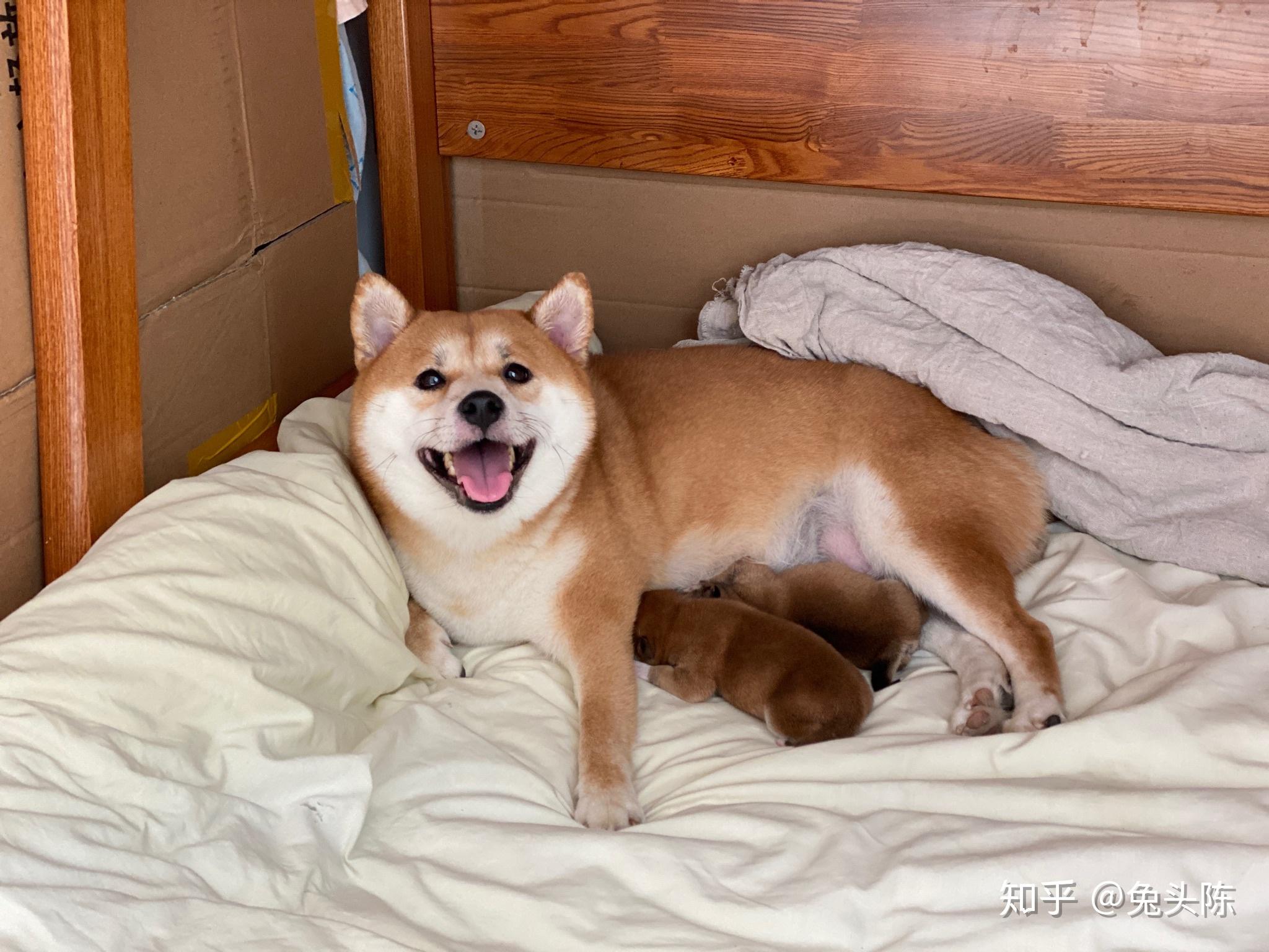 多少人的柴犬养着养着变成了狐狸