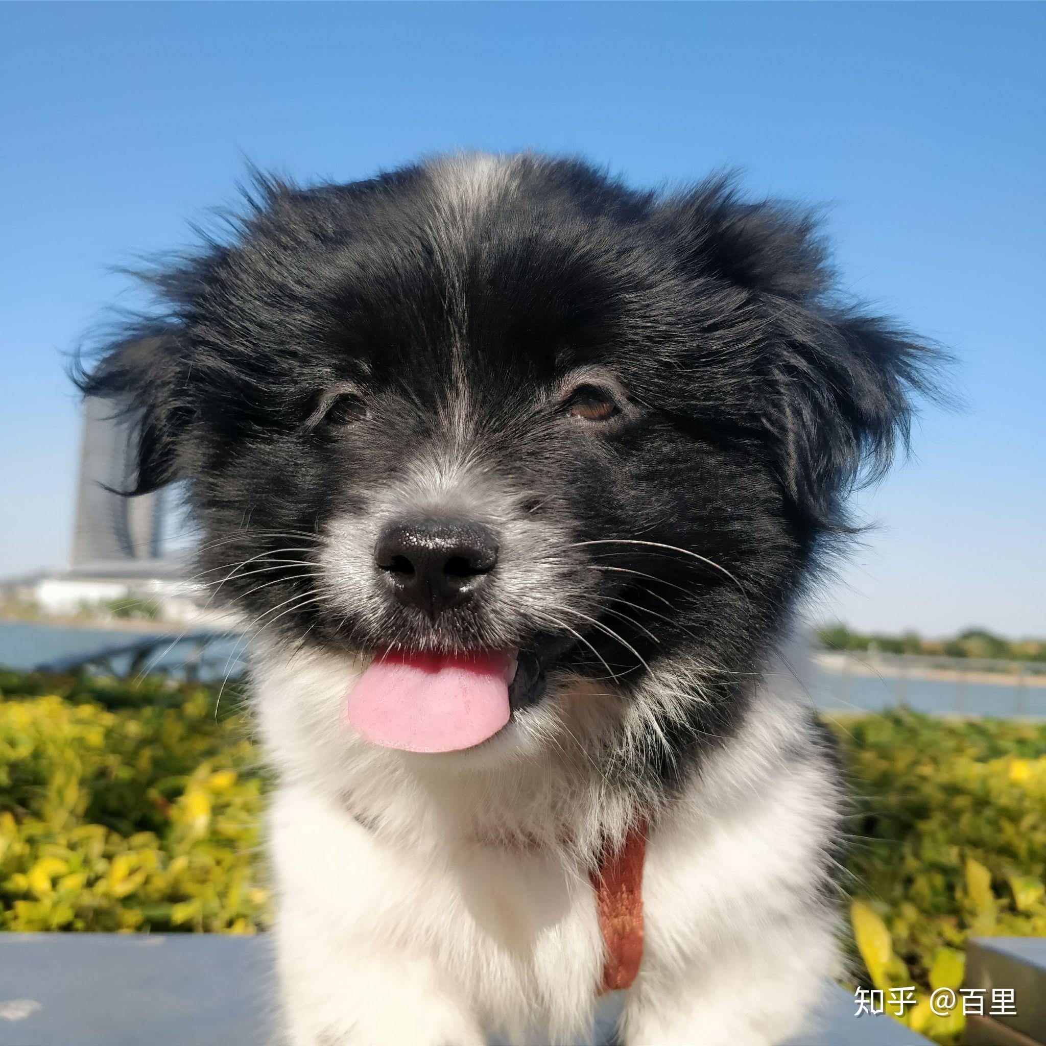 有没有小眼睛狗狗?比如说? - 知乎