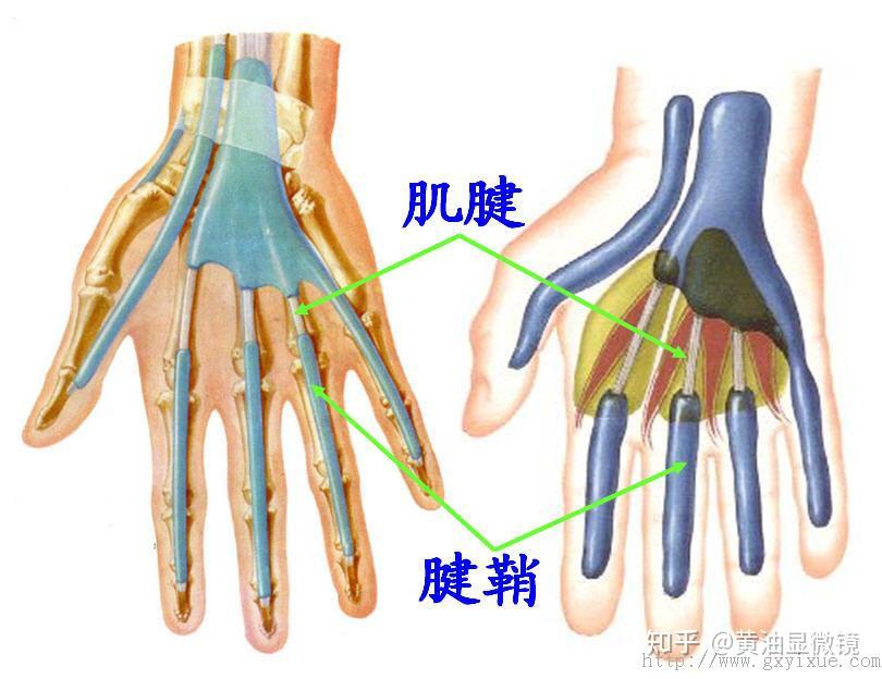 采指血化验时为什么选择左手无名指？ - 知乎