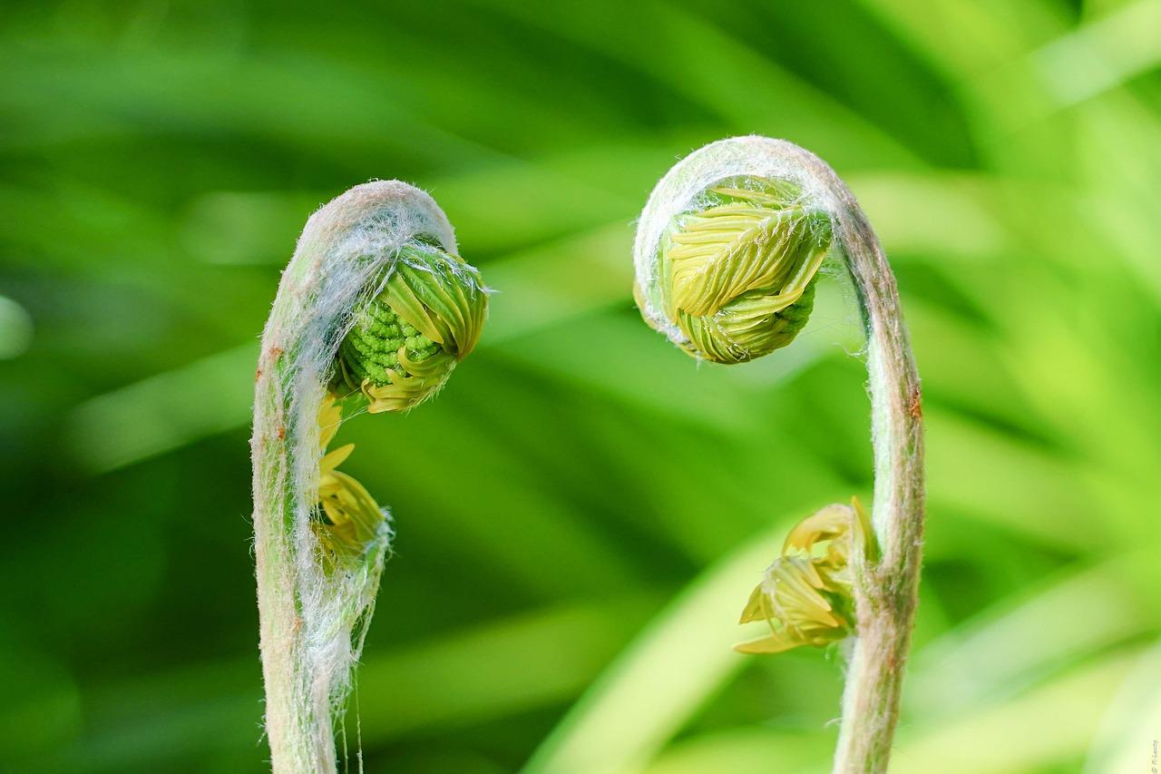 多肉植物种子怎么发芽