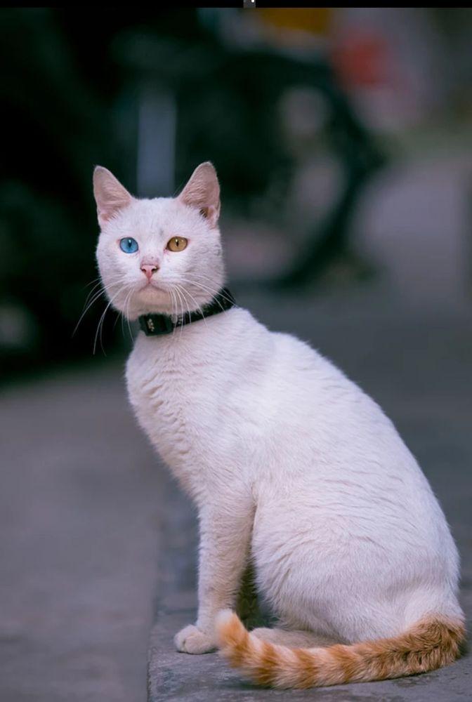唐猫:为土猫正名!为中华田园猫正名 - 知乎