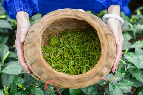 制茶中做青和杀青的区别 - 知乎