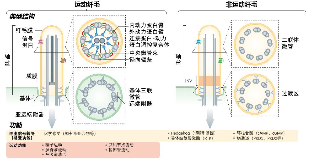 动纤毛和静纤毛有哪些异同点