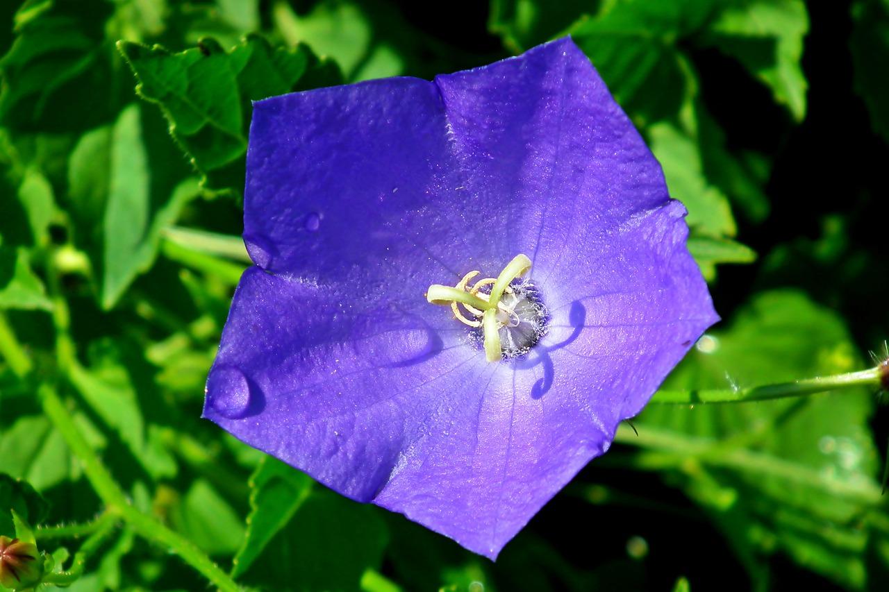 桔梗花配什么花好看