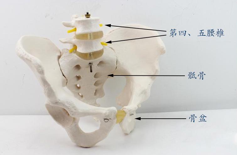 腰椎骶椎的位置示意图图片