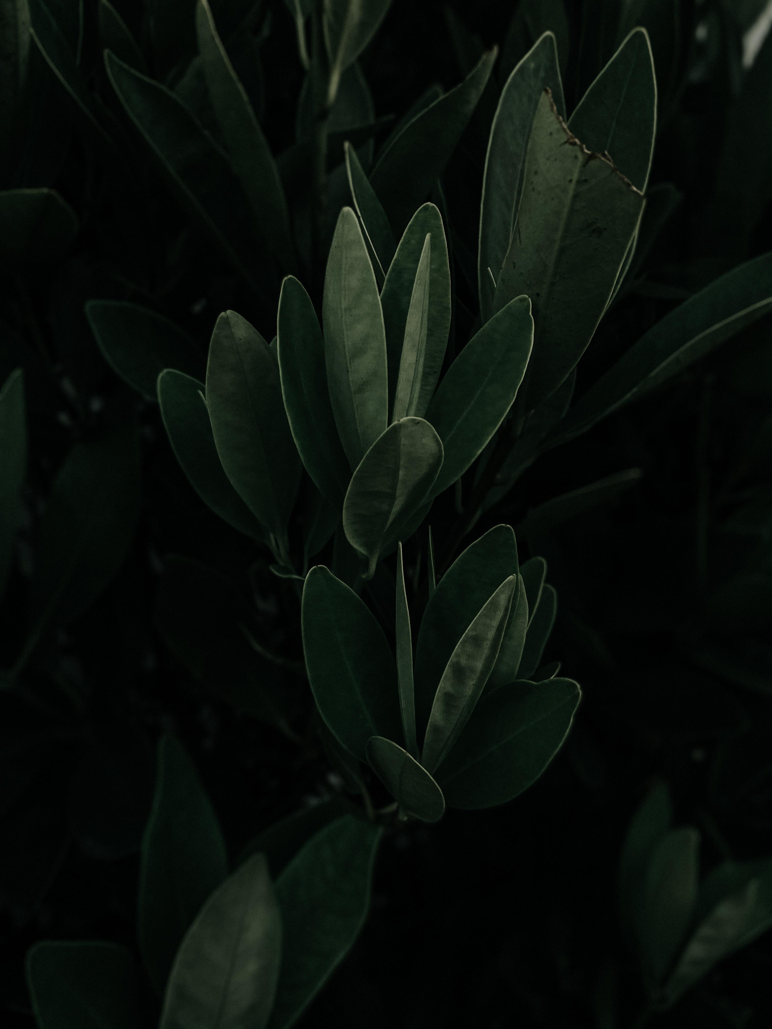 办公室什么绿植风水好