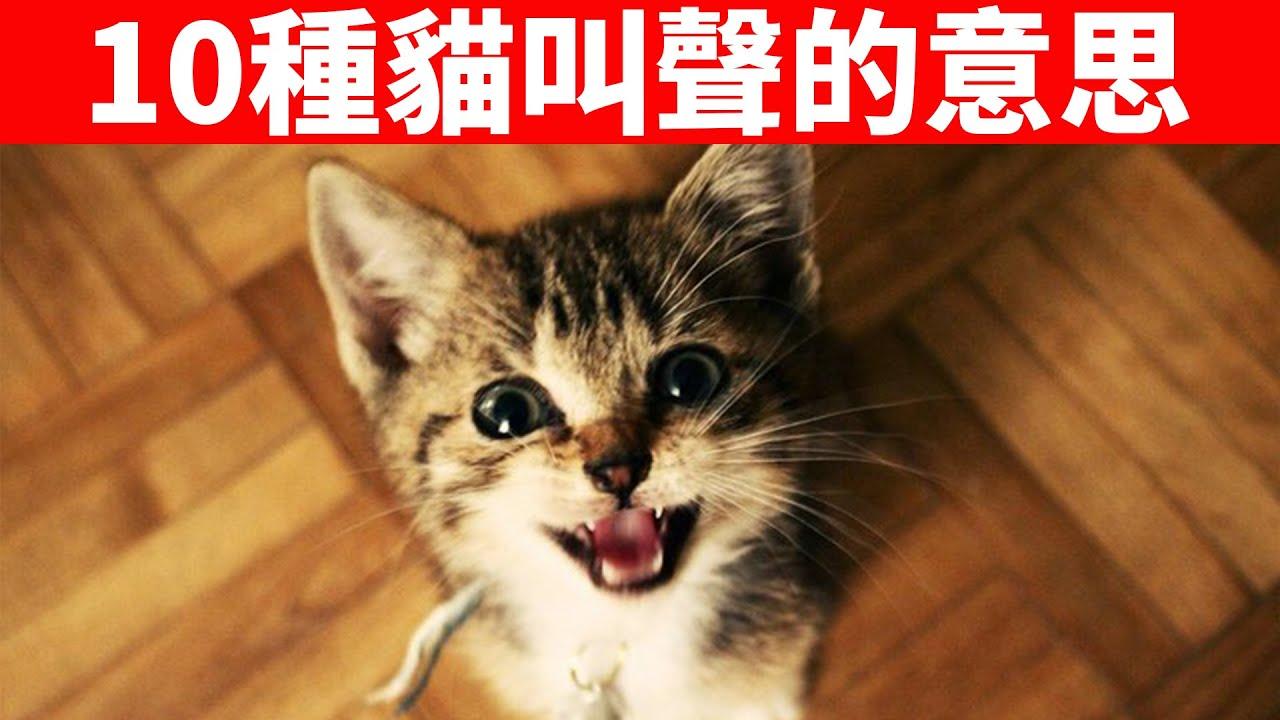 揭秘10种猫咪叫声的含义听懂小猫咪到底想说什么