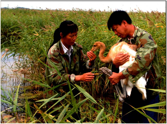 如何看待徐秀娟的弟弟徐建峰也因保护丹顶鹤殉职其侄女继续投身保护