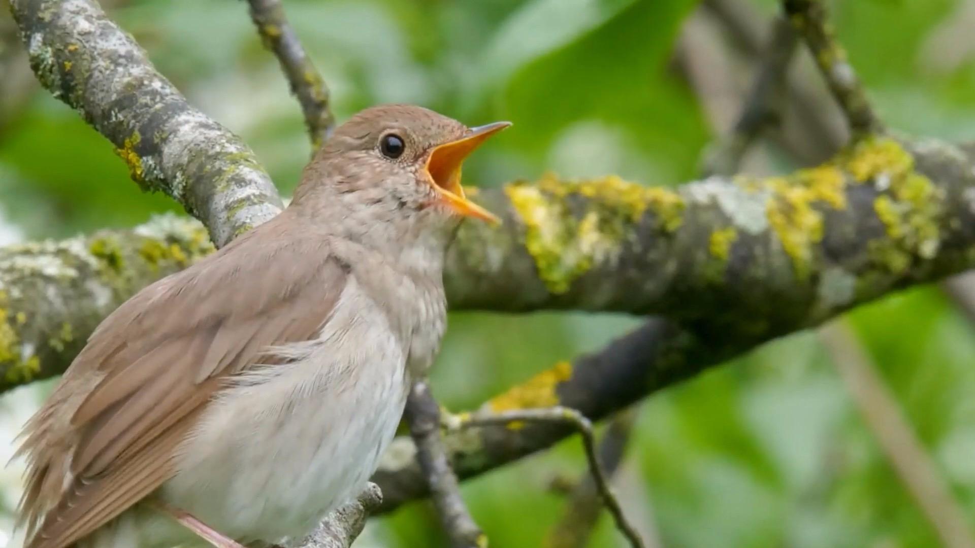 请问晚上叫的鸟是什么鸟?有录音?