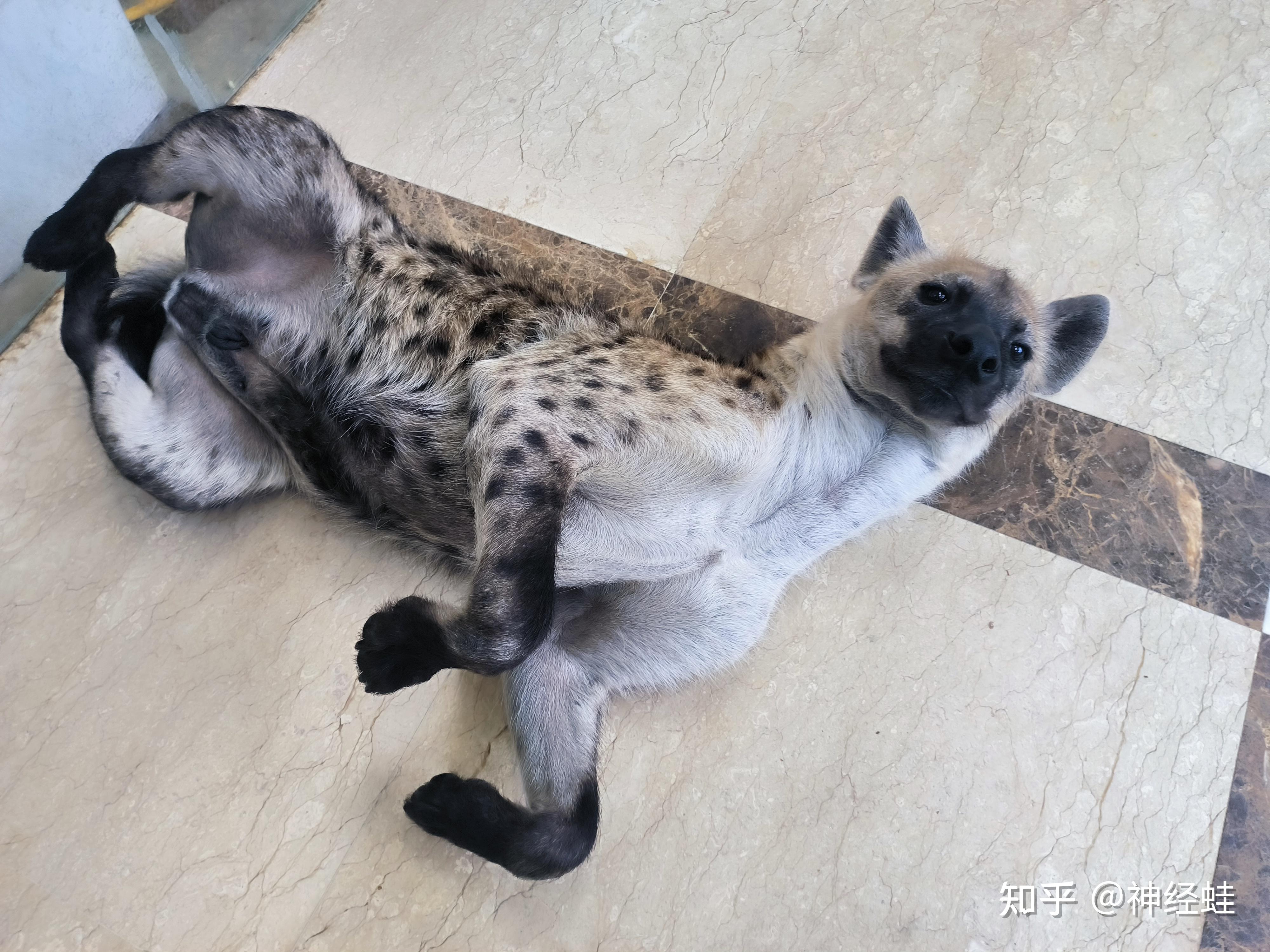 鬣狗能当成宠物饲养吗? - 知乎