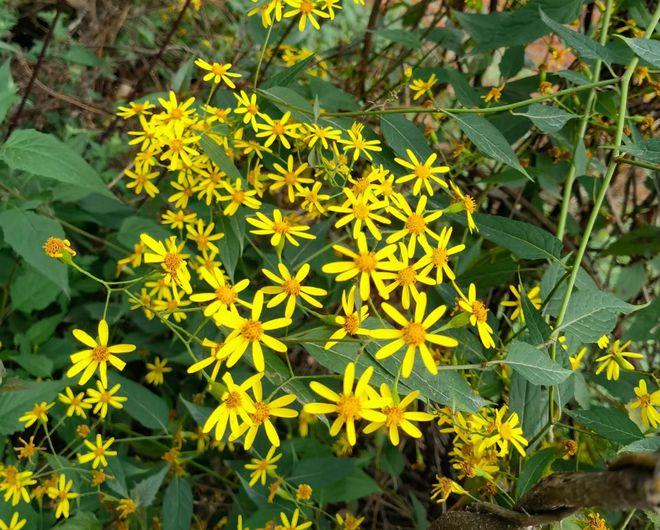 “识得千里光,一世不生疮”,千里光是什么植物?有哪些价值? - 知乎