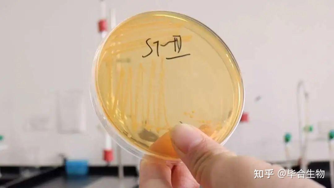 菌群、菌属、菌种、菌株，微生物学的“家族树”🧬 - 知乎