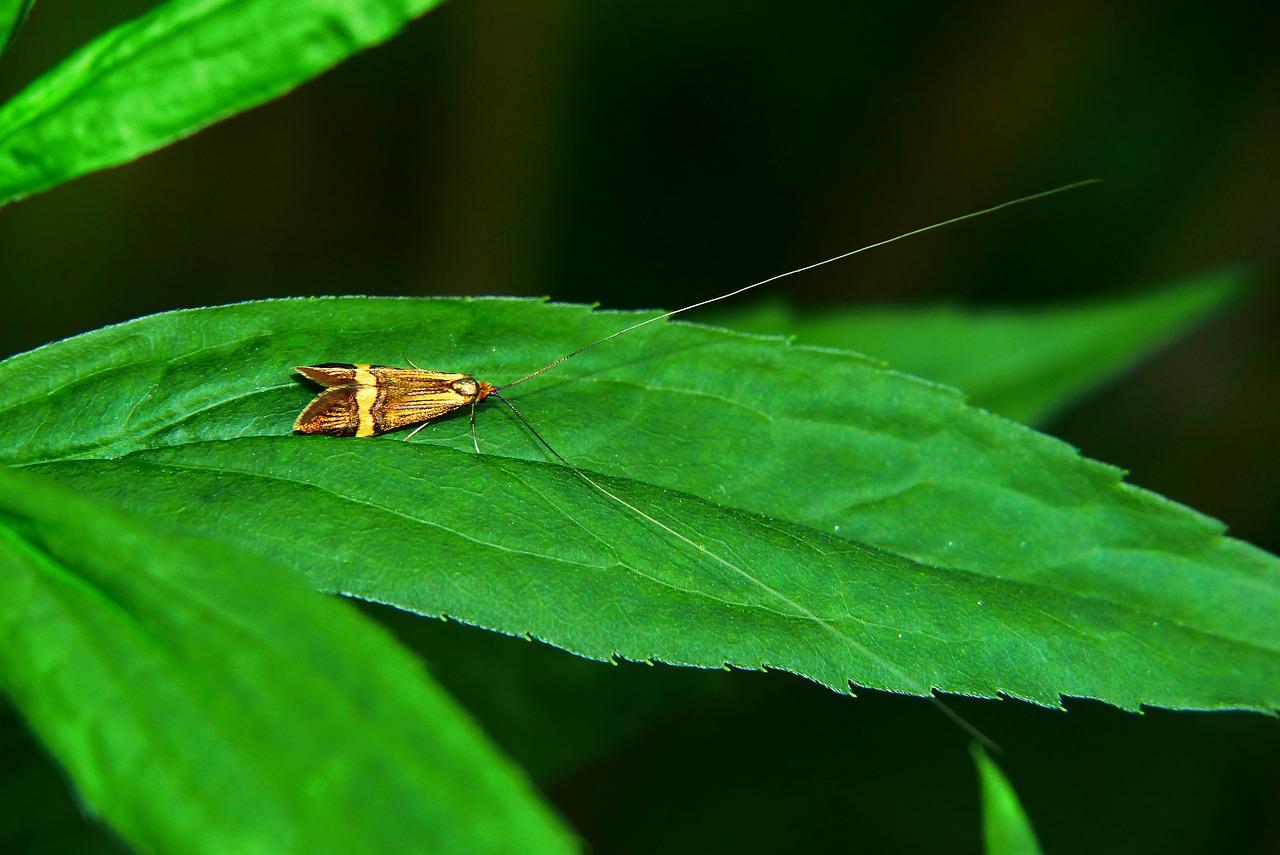 佳美天线怎么安装