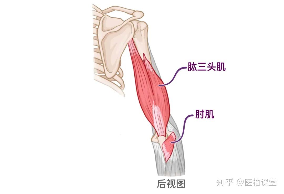 人体解剖学基础:手臂 - 知乎