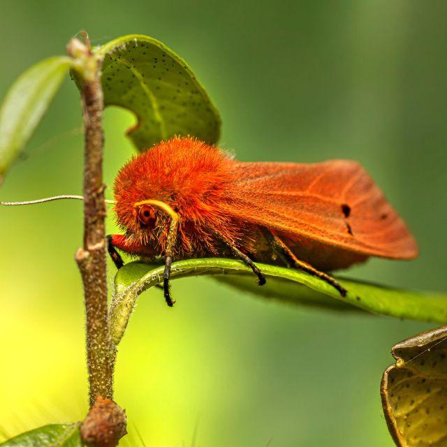 对于昆虫的变态发育，如何能证明它们的意识前后是统一的，保留了发育前的它，而不是被夺舍？