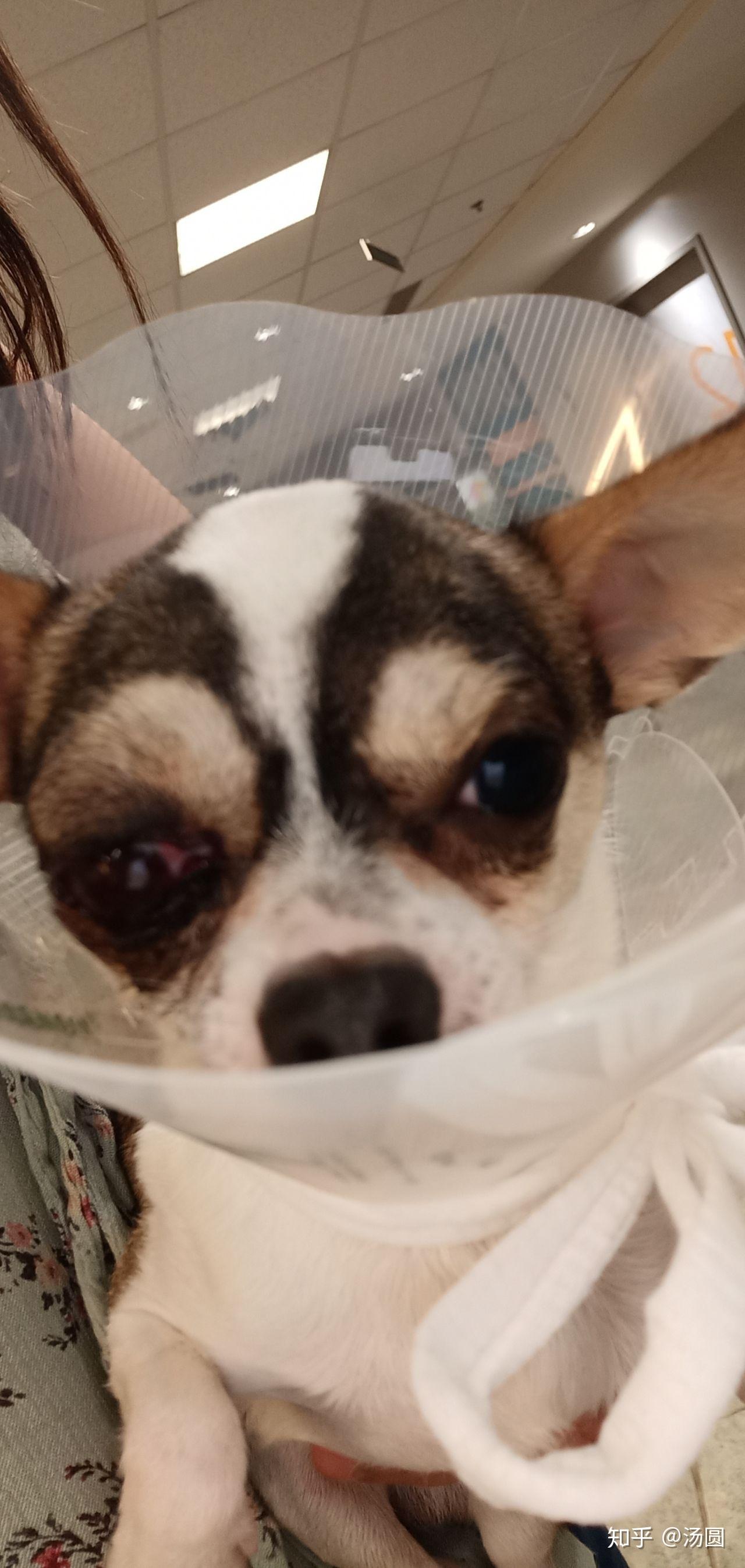 狗狗眼睛瞎了之后会不舒服吗? - 知乎