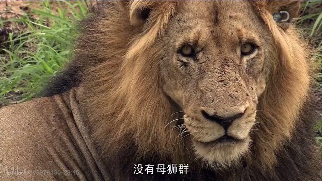 为何狮群中的狮王是公狮子？ - 知乎