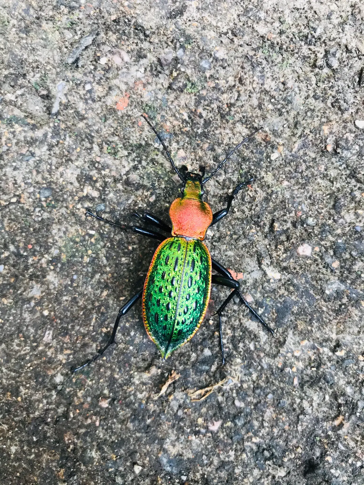 金步甲图片 知乎