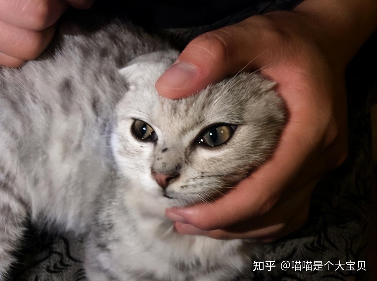 英短猫“泪痕”重是什么原因？养英短的看过来！ - 知乎