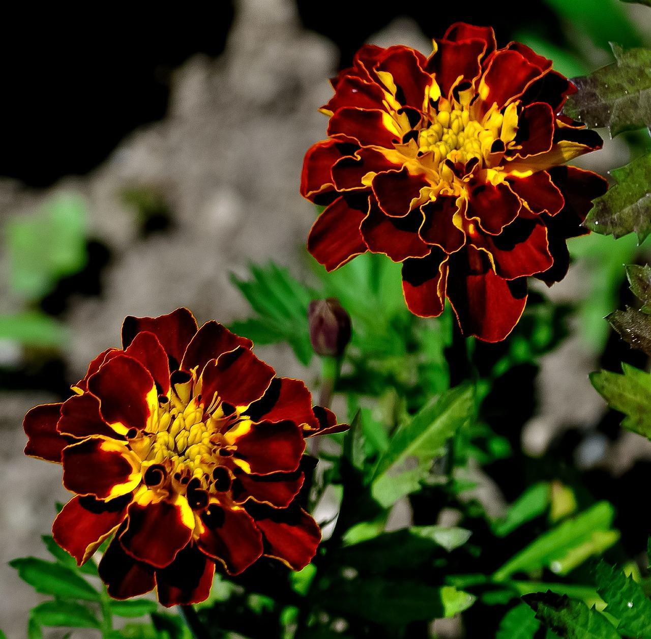 什么和什么配成灰色