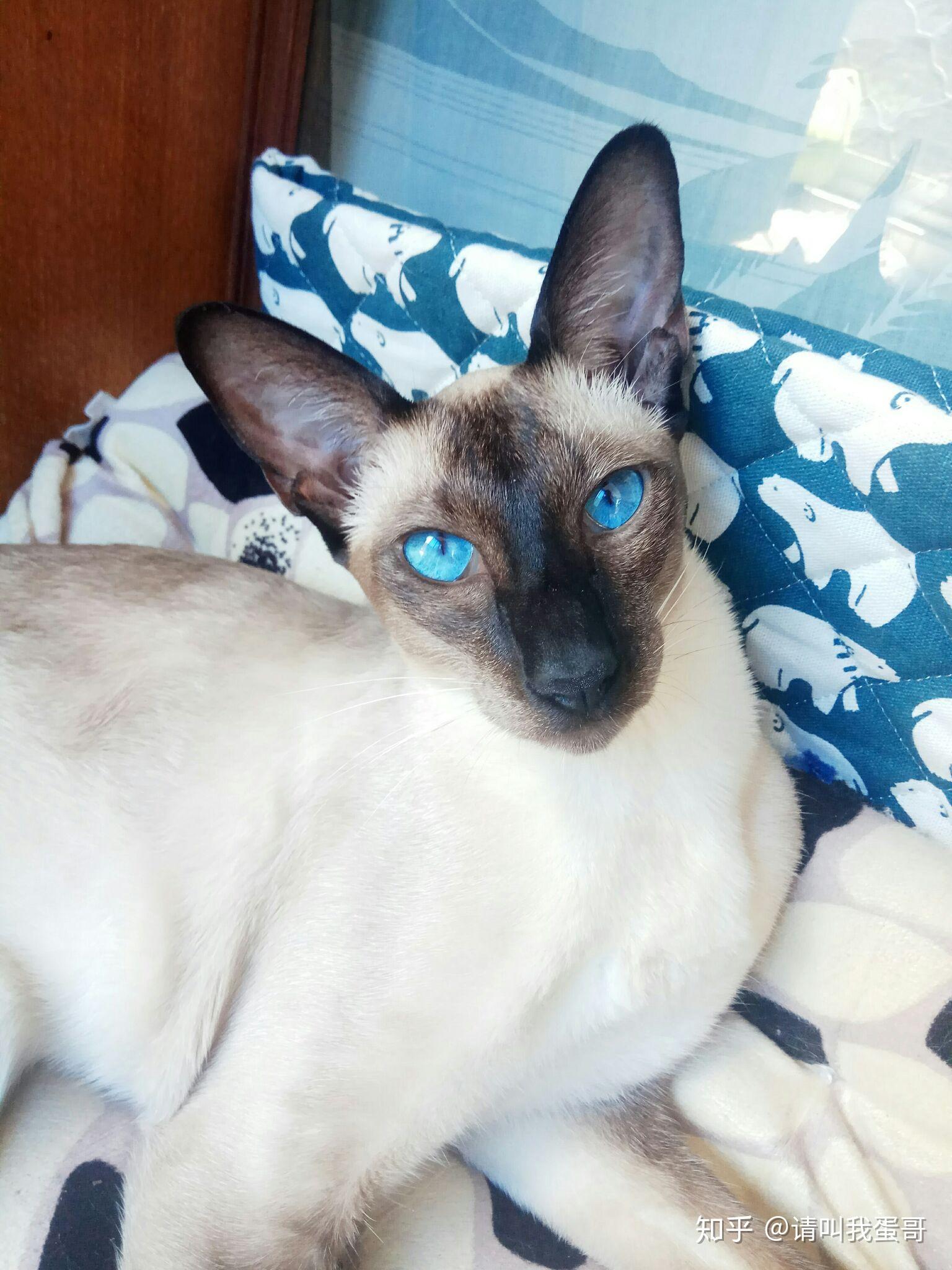 纯种暹罗猫是不是长得很瘦,长腿长脚的?