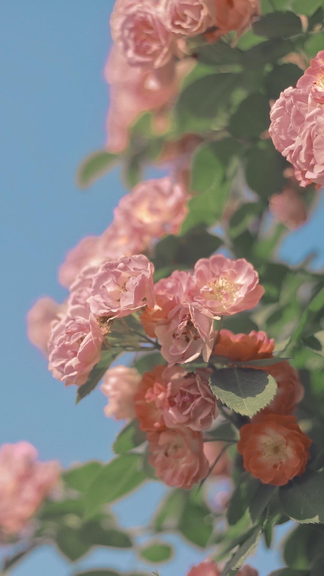 有没有好看的鲜花全面屏无水印壁纸?