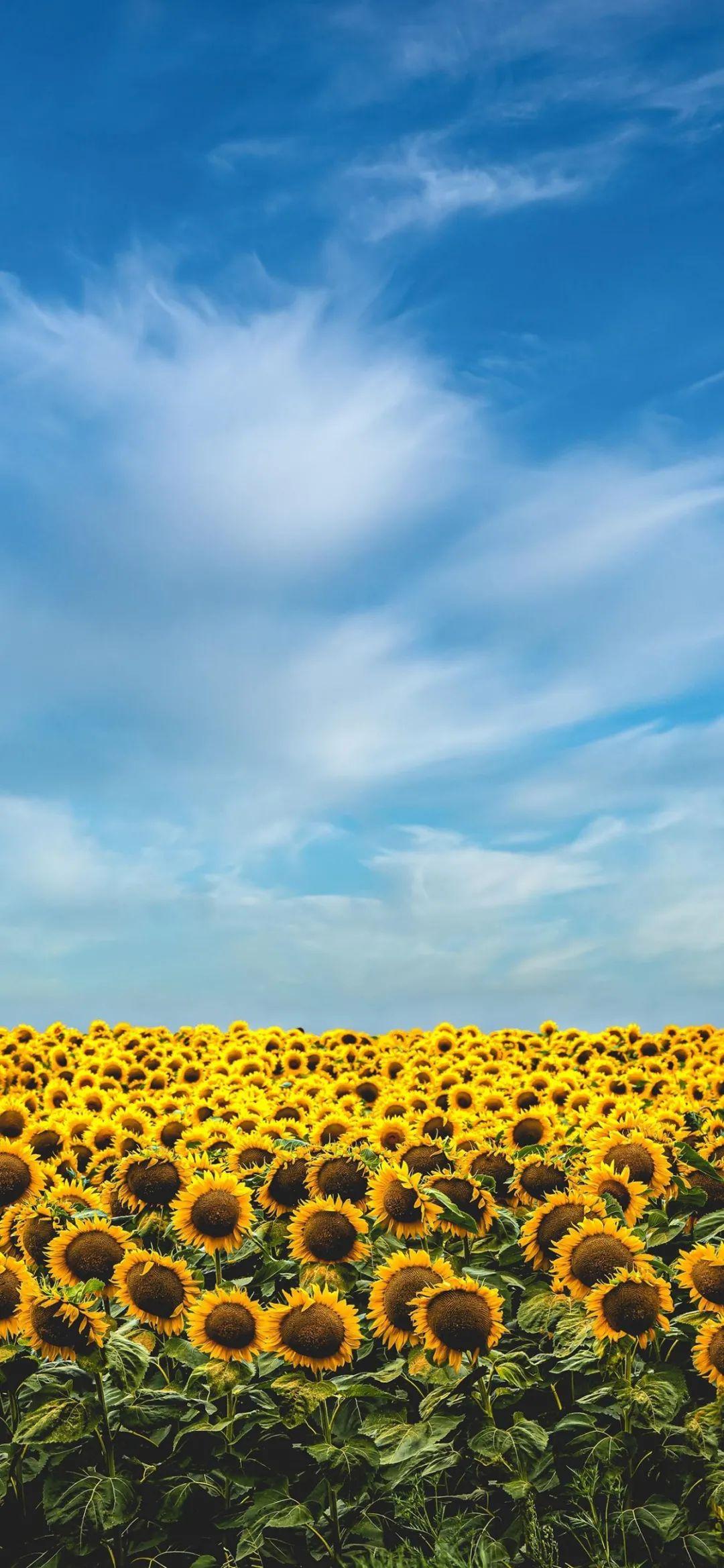 有什么一眼看去就觉得清新脱俗的图片/壁纸吗?