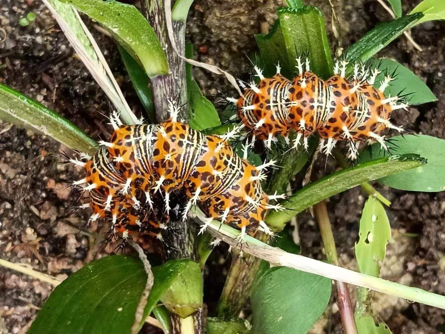 这是什么蝴蝶?有毒吗?如图?