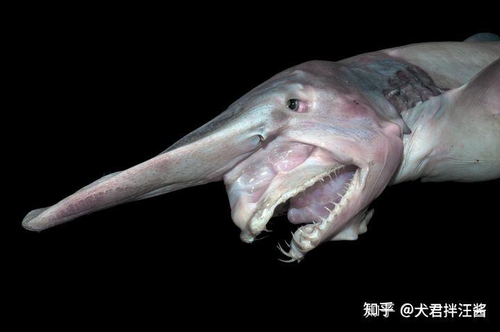 哥布林鲨存活了 1.