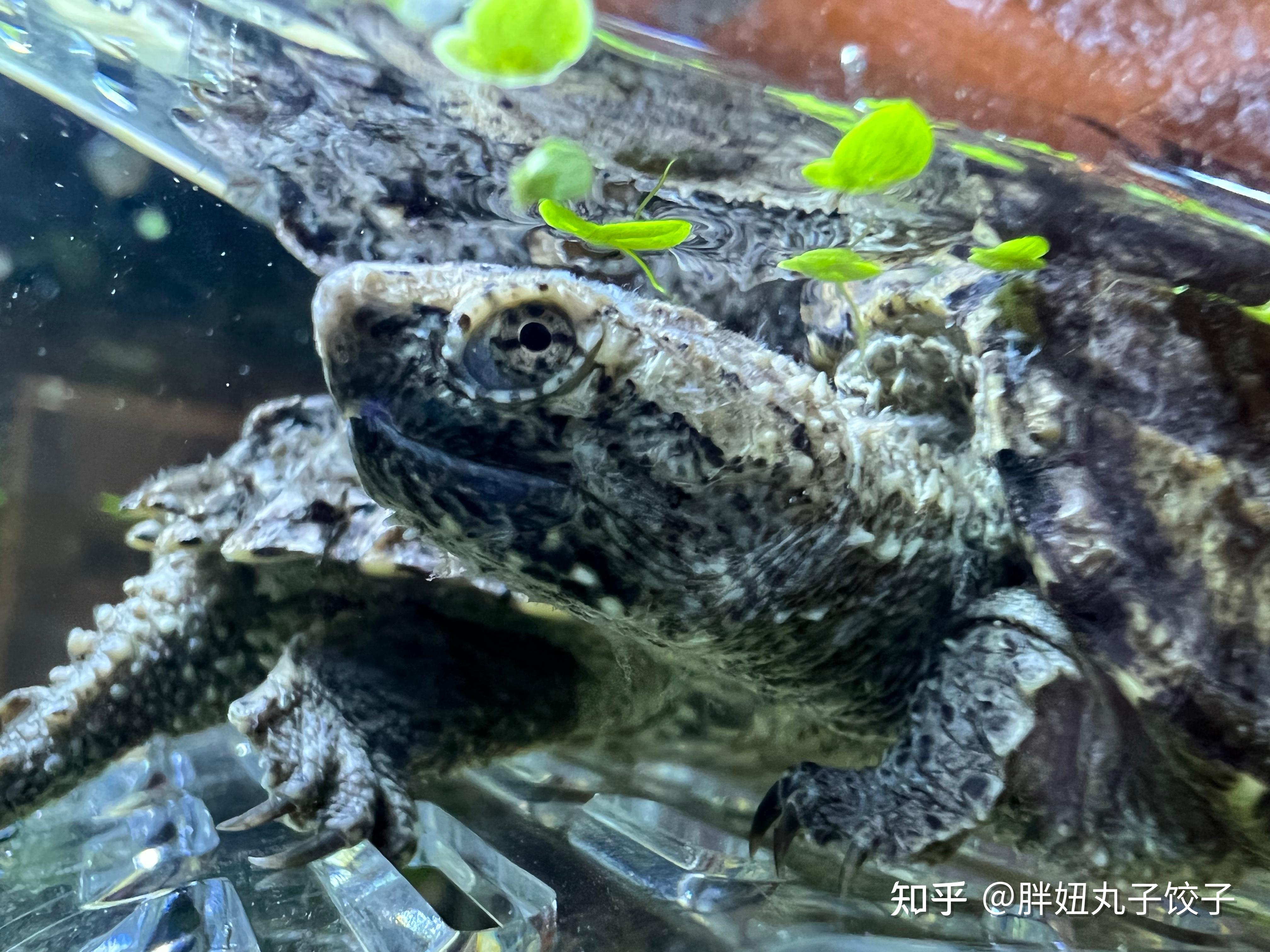 巴西龟腐皮如何干养?