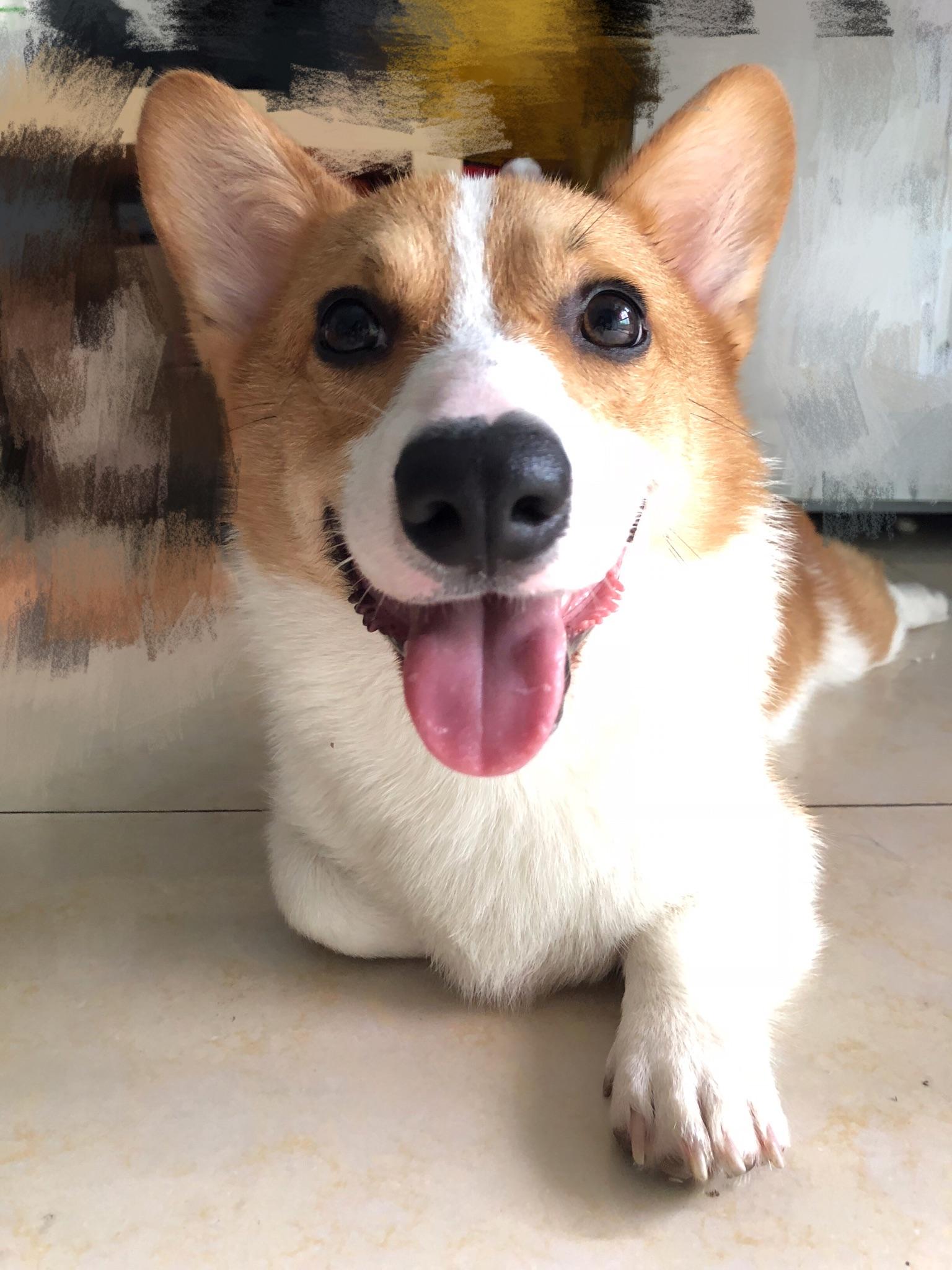 请问我家狗子是柯基么到家五天了一只耳朵还没立起来