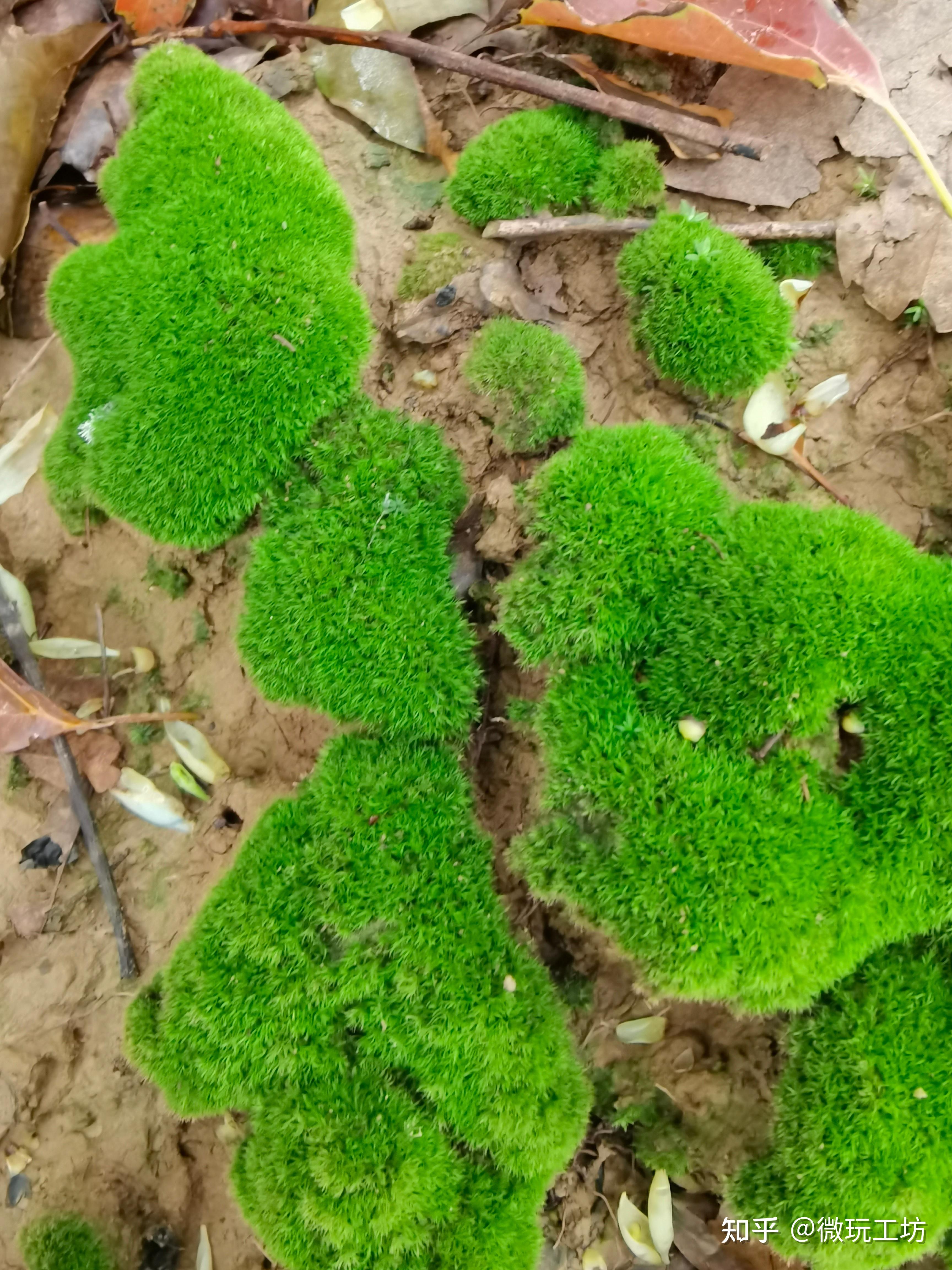 青苔品种图解图片