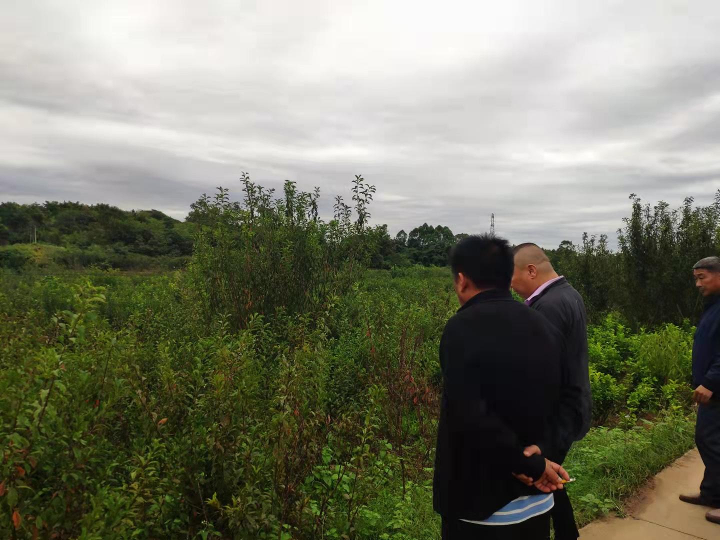 遂宁客户到厚强李子苗基地考察晚熟李树苗及鸡心樱桃苗柑橘苗 - 知乎
