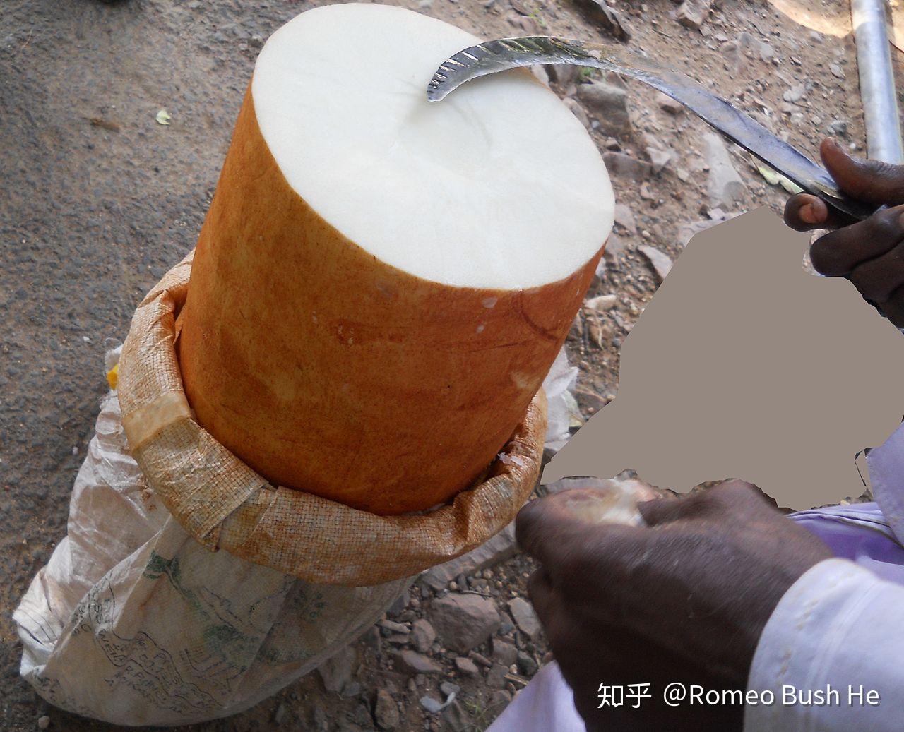 印度根菜到底是啥