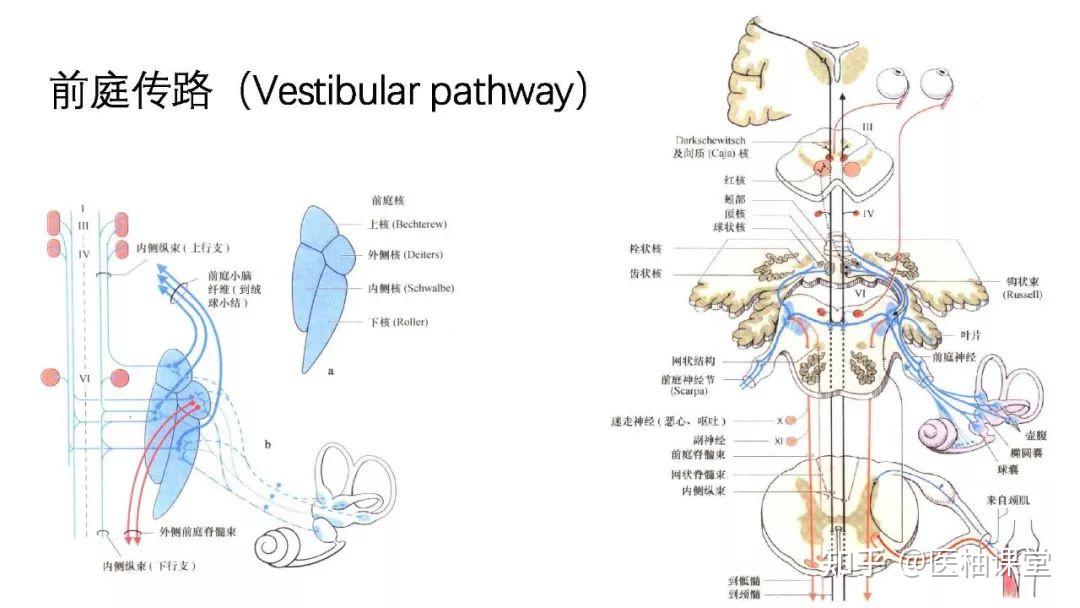 脑干的解剖和综合症 - 知乎