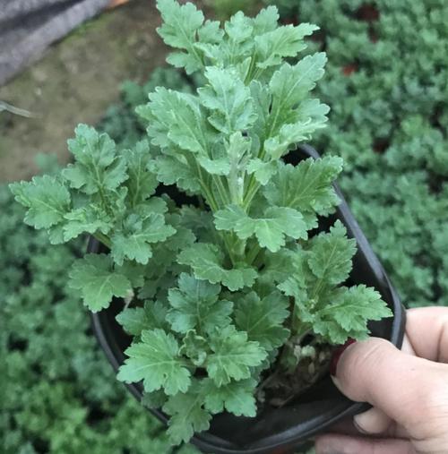 菊花芽苗菜的营养价值与功效