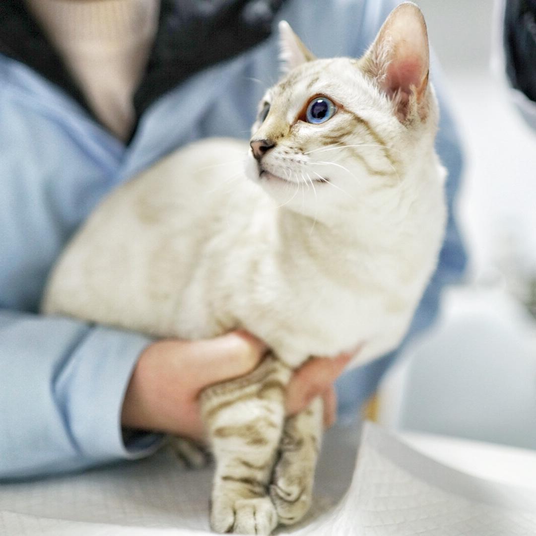 孟加拉豹猫(bengal)性格如何?适合做宠物吗? - 知乎