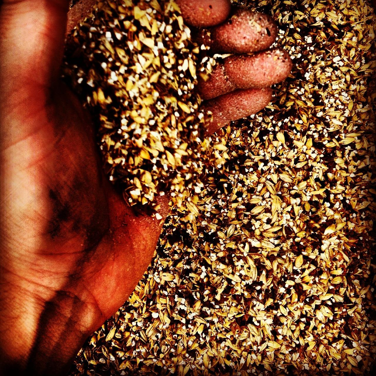 3. 麦芽种植技巧